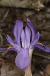 Dwarfe iris
